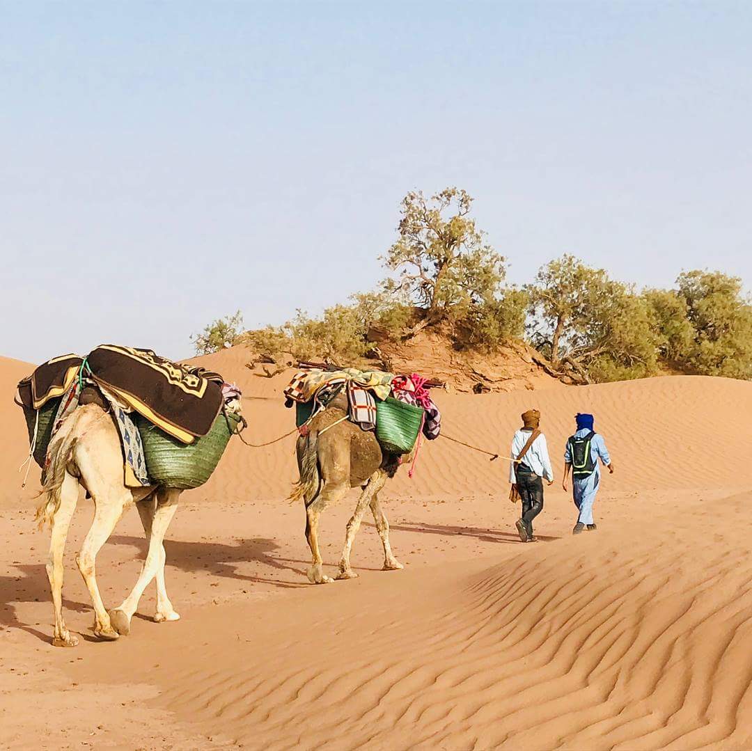 Camel Walk