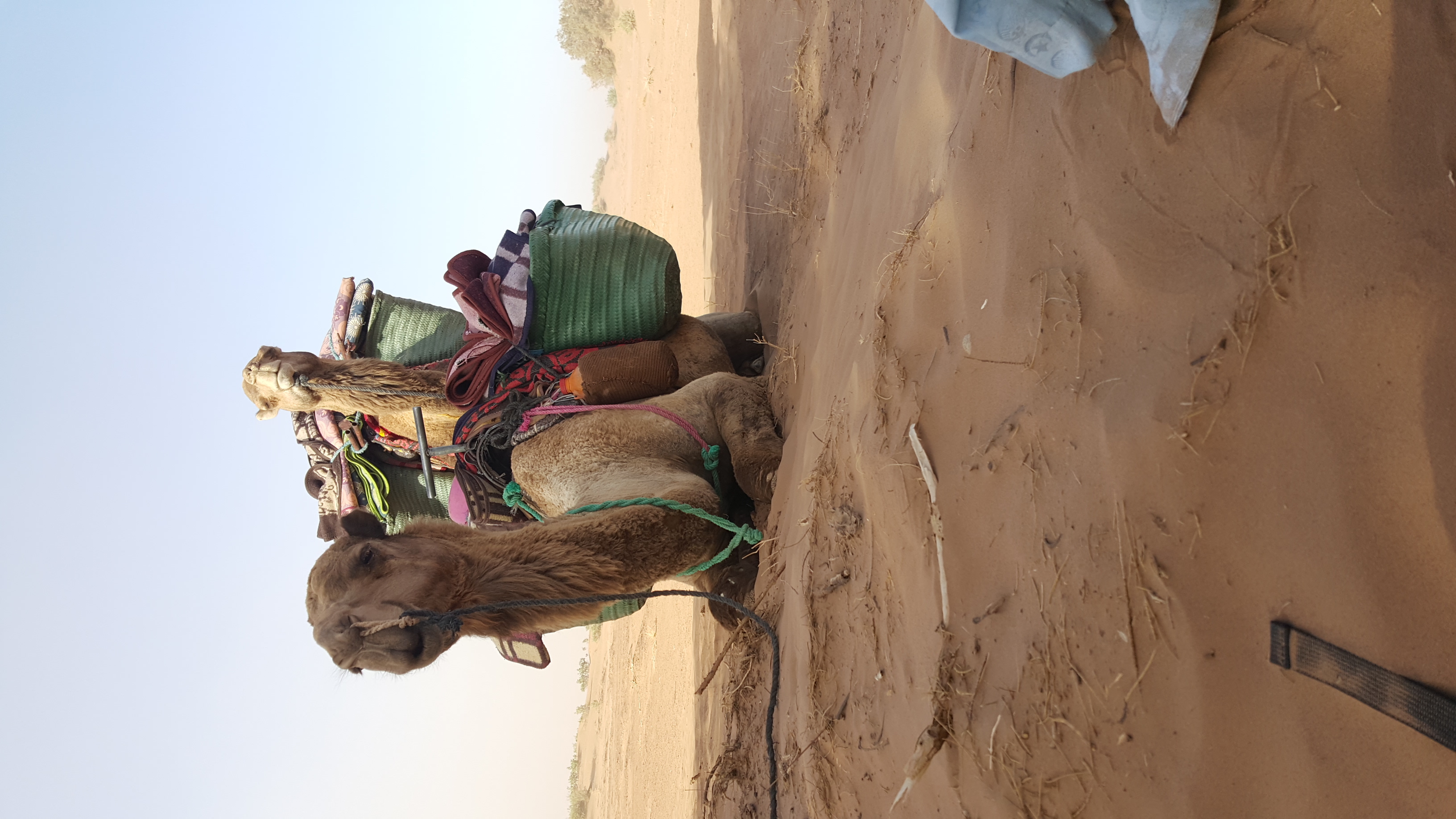 Camel